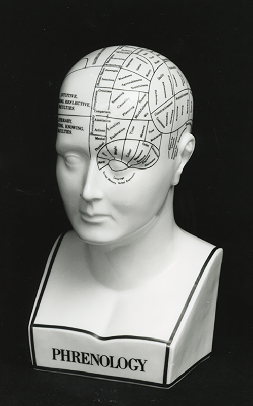 Human brain phrenology model 